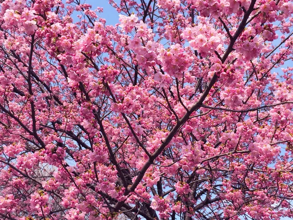 Kwiat Wiśni Sakura Kwitnący Tokio Japonia — Zdjęcie stockowe