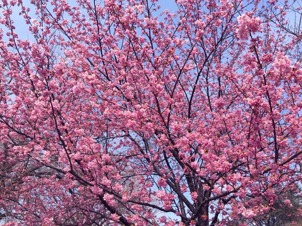 Kwiat Wiśni Sakura Kwitnący Tokio Japonia — Zdjęcie stockowe