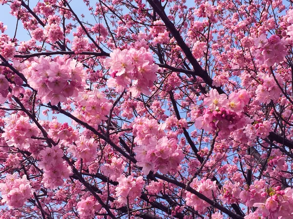 Tokyo Japonya Kiraz Çiçekleri Açıyor — Stok fotoğraf