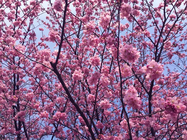 Sakura Třešňový Květ Kvete Tokiu Japonsko — Stock fotografie