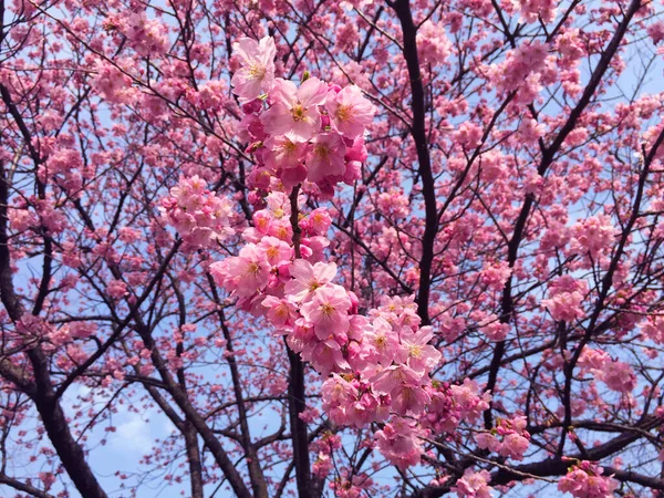 Sakura Kirschblüte Blüht Tokio Japan — Stockfoto