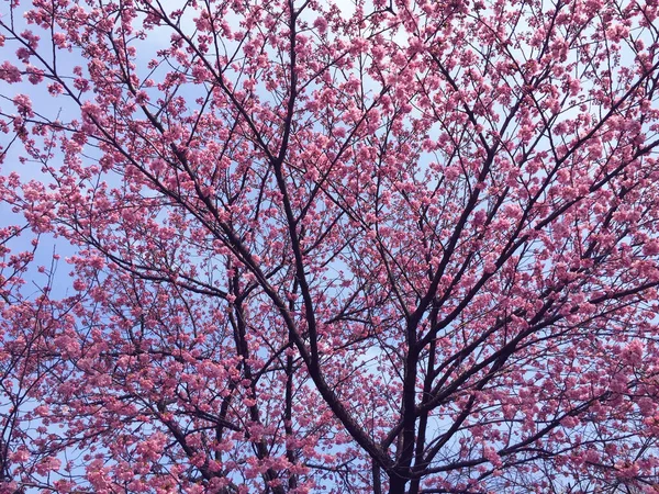 Sakura Třešňový Květ Kvete Tokiu Japonsko — Stock fotografie