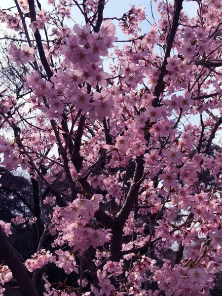 Kwiat Wiśni Sakura Kwitnący Tokio Japonia — Zdjęcie stockowe