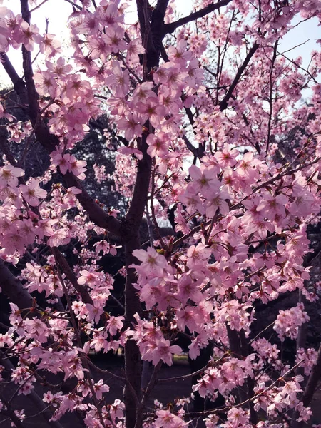 Tokyo, Japonya 'da kiraz çiçekleri açıyor.