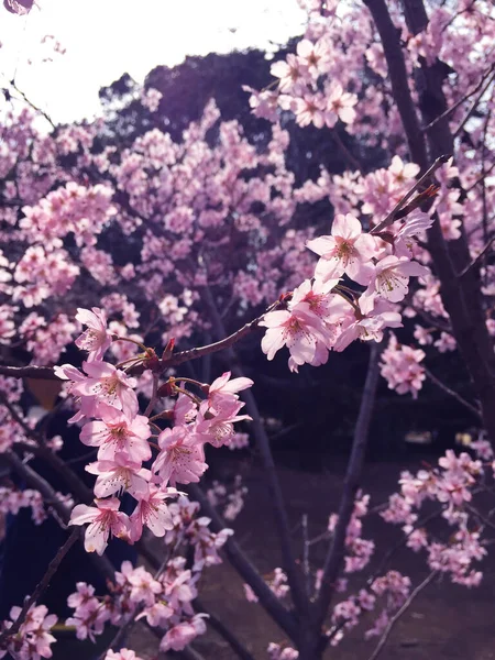 Flor Cereja Sakura Florescendo Tóquio Japão — Fotografia de Stock