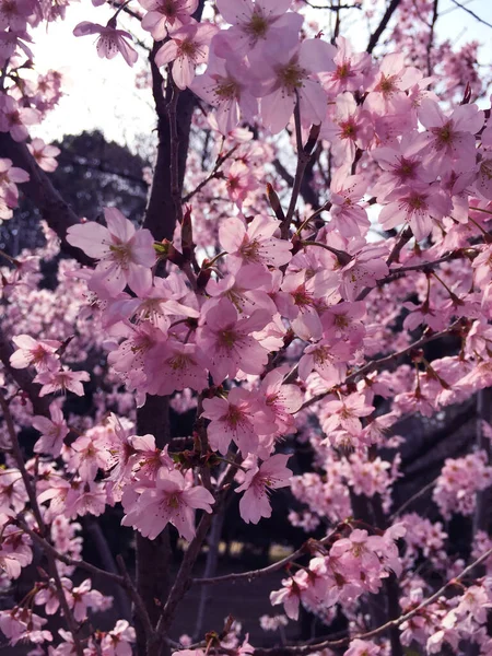 Άνθος Σακούρα Στο Τόκιο Ιαπωνία — Φωτογραφία Αρχείου