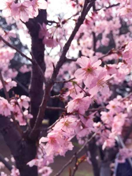 Kwiat Wiśni Sakura Kwitnący Tokio Japonia — Zdjęcie stockowe