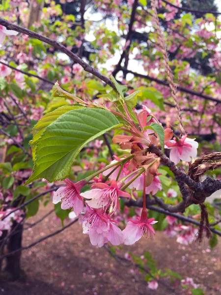 Sakura Cherry Blossom Blooming Tokyo Japan — Stock Photo, Image