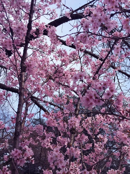 Fioritura Dei Ciliegi Sakura Tokyo Giappone — Foto Stock