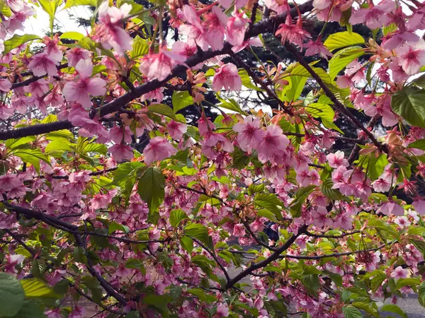 Kwiat Wiśni Sakura Kwitnący Tokio Japonia — Zdjęcie stockowe