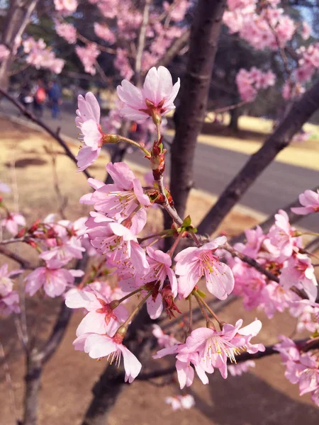 Цвіт Сакури Цвіте Токіо Японія — стокове фото