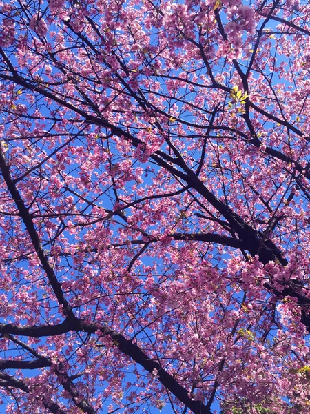 Sakura Kirschblüte Blüht Tokio Japan — Stockfoto