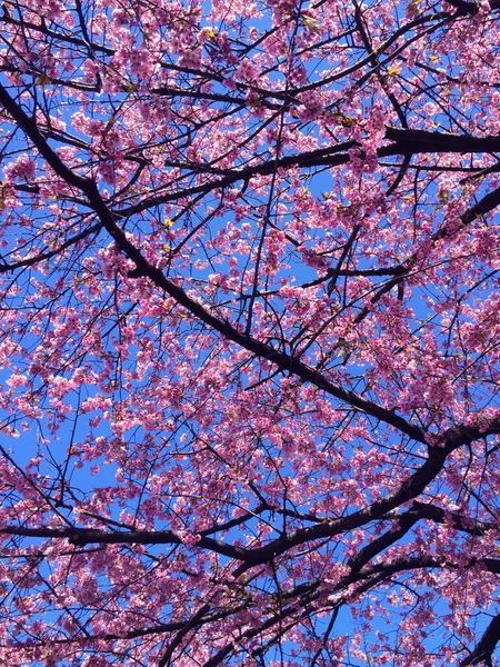 Kwiat Wiśni Sakura Kwitnący Tokio Japonia — Zdjęcie stockowe