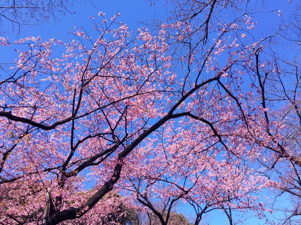 Tokyo, Japonya 'da kiraz çiçekleri açıyor.