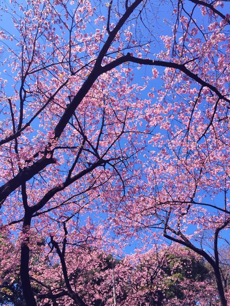 Tokyo, Japonya 'da kiraz çiçekleri açıyor.