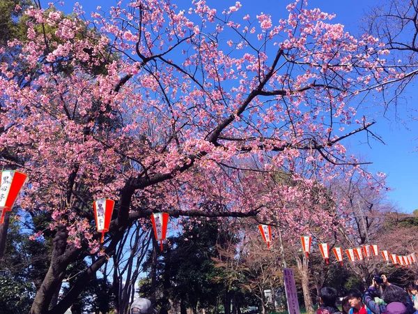 Fioritura Dei Ciliegi Sakura Tokyo Giappone — Foto Stock