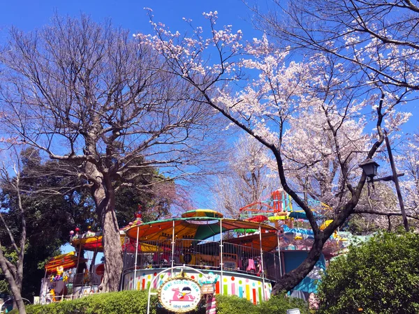 Sakura Cherry Blossom Blooming Tokyo Japan — Stock Photo, Image