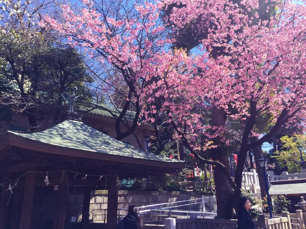 Flor Cereja Sakura Florescendo Tóquio Japão — Fotografia de Stock