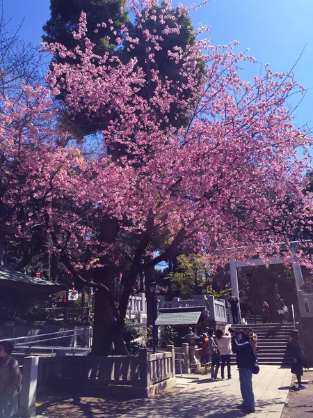 Sakura Kirschblüte Blüht Tokio Japan — Stockfoto