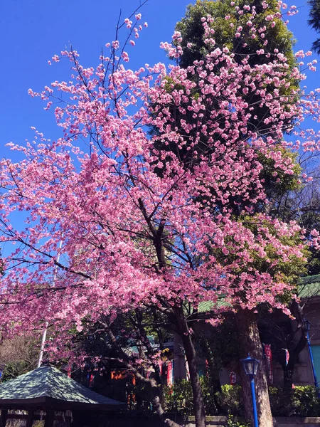 Kwiat Wiśni Sakura Kwitnący Tokio Japonia — Zdjęcie stockowe