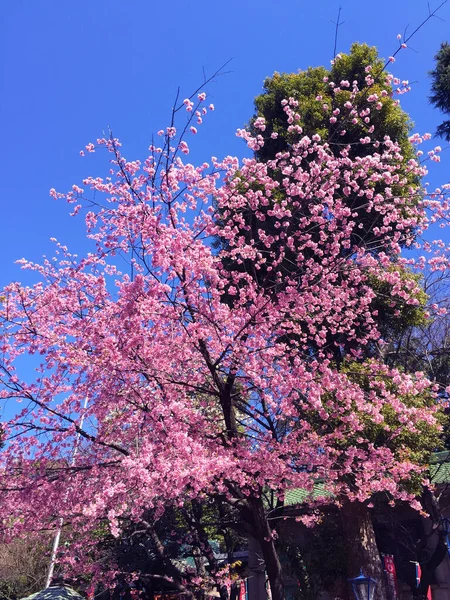 Kwiat Wiśni Sakura Kwitnący Tokio Japonia — Zdjęcie stockowe