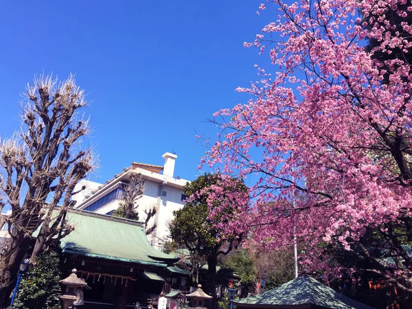 Fioritura Dei Ciliegi Sakura Tokyo Giappone — Foto Stock