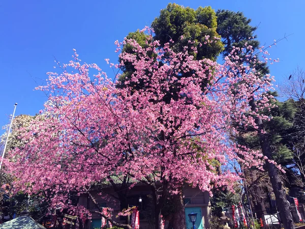 Sakura Körsbärsblomma Blommar Tokyo Japan — Stockfoto