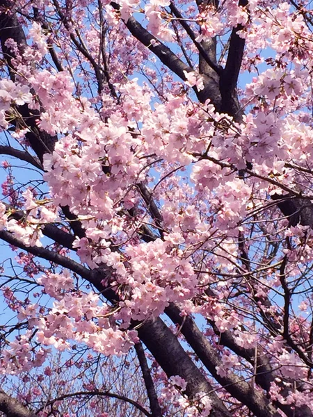 Sakura Kirschblüte Blüht Tokio Japan — Stockfoto