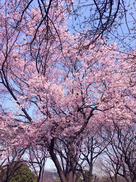 Kwiat Wiśni Sakura Kwitnący Tokio Japonia — Zdjęcie stockowe