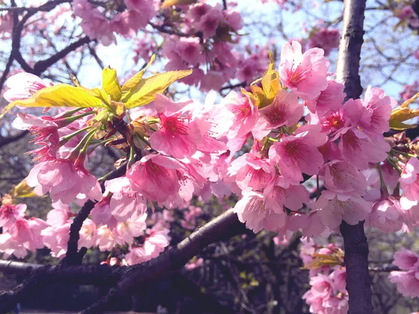 Sakura Kirschblüte Blüht Tokio Japan — Stockfoto