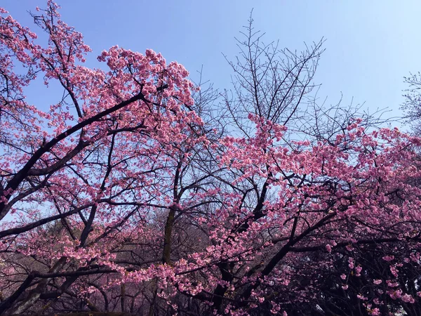 Tokyo Japonya Kiraz Çiçekleri Açıyor — Stok fotoğraf