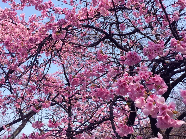 日本东京盛开的樱花 — 图库照片