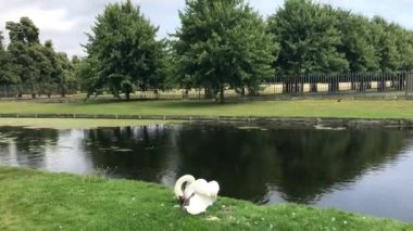 Parktaki gölde kuğu