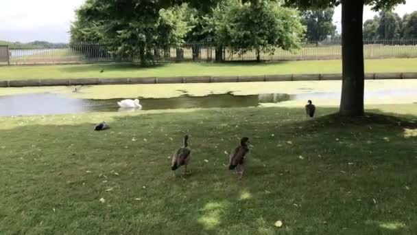 Kacsák sétálnak a füvön a tó közelében — Stock videók