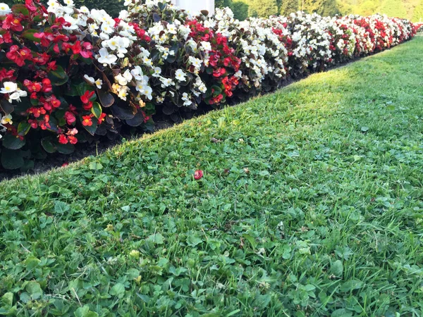 Fiori Rossi Bianchi Giardino — Foto Stock