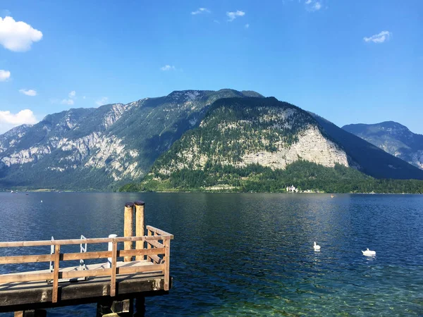 Cisne Paisaje Del Lago Hallstatt Alta Austria —  Fotos de Stock