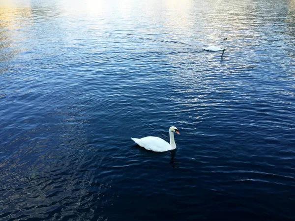 Swan Lake Landscape Hallstatt Upper Austria — Stock Photo, Image