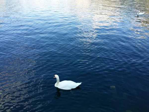 ハルシュタットの湖の風景の白鳥 上オーストリア — ストック写真