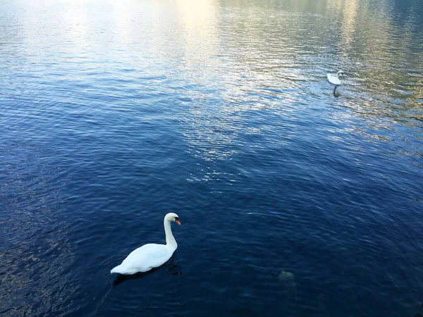 Κύκνος Στο Τοπίο Της Λίμνης Hallstatt Άνω Αυστρία — Φωτογραφία Αρχείου