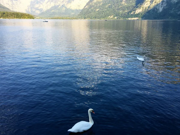 Cisne Paisagem Lago Hallstatt Alta Áustria — Fotografia de Stock