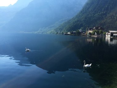 Avusturya 'nın kuzeyindeki Hallstatt şehrinin yakınlarındaki göl kıyısında kuğu.