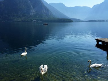 Yukarı Avusturya 'daki Hallstatt' ta göl manzarasında kuğu