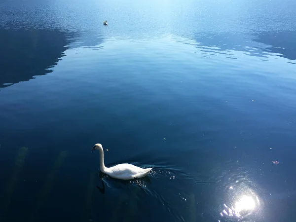 ハルシュタットの湖の風景の白鳥 上オーストリア — ストック写真