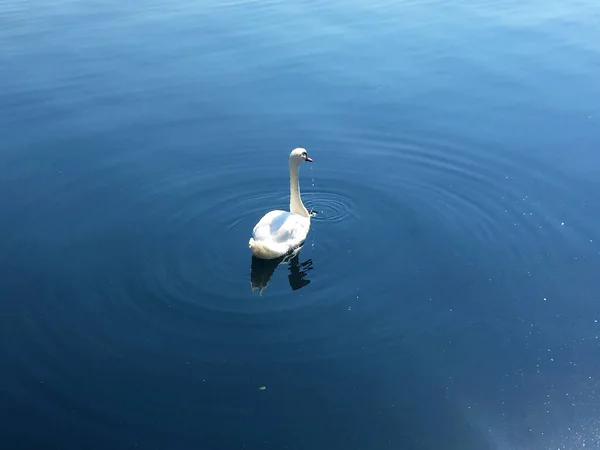 ハルシュタットの湖の風景の白鳥 上オーストリア — ストック写真