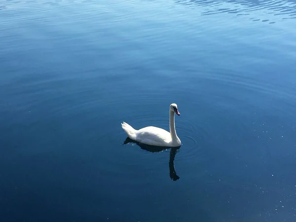 Łabędź Jeziorze Krajobraz Hallstatt Górna Austria — Zdjęcie stockowe