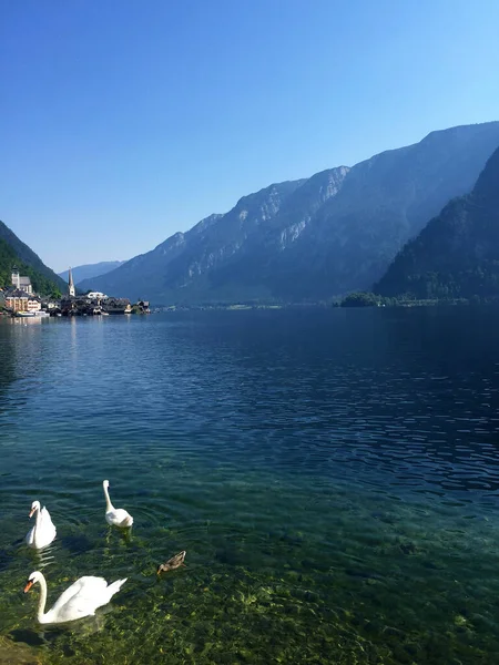 Cisne Paisaje Del Lago Hallstatt Alta Austria —  Fotos de Stock