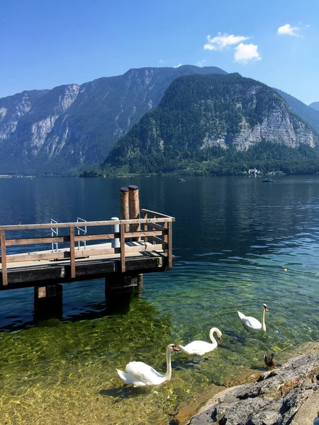 Cisnes Lago Cerca Del Puente Madera Hallstatt Alta Austria —  Fotos de Stock