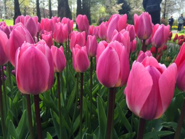 İlkbaharda güzel bahçede laleler çiçek açar, Kuzey Hollanda Hollanda Hollanda