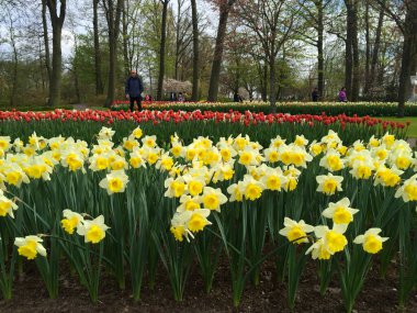 Kuzey Hollanda 'daki bahçede nergisler çiçek açıyor.