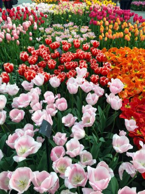 İlkbaharda güzel bahçede laleler çiçek açar, Kuzey Hollanda Hollanda Hollanda